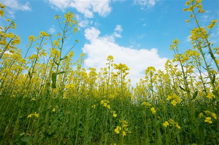 simsearch:400-04983141,k - Blooming rapeseed field with bright sky Stock Photo - Budget Royalty-Free & Subscription, Code: 400-05241664