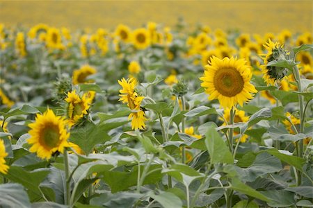 simsearch:400-05682398,k - Agricultural field with sunflowers Stock Photo - Budget Royalty-Free & Subscription, Code: 400-05241686