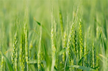 simsearch:400-04698173,k - Green wheat field in spring Photographie de stock - Aubaine LD & Abonnement, Code: 400-05241695