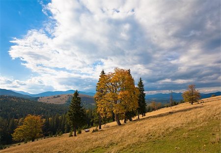 simsearch:400-05246721,k - Autumn mountain hill with colorful trees (Carpathians, Ukraine) Stockbilder - Microstock & Abonnement, Bildnummer: 400-05241705