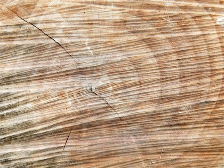 sawmill wood industry - Tree trunk texture with yearmarks Foto de stock - Super Valor sin royalties y Suscripción, Código: 400-05242087