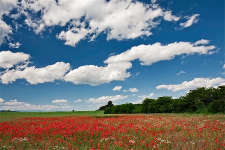 simsearch:400-05251521,k - Poppy field in sunny day, and blue sky with white clouds Photographie de stock - Aubaine LD & Abonnement, Code: 400-05242188