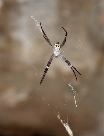 simsearch:640-02770439,k - Big spider in the tropical forest Foto de stock - Super Valor sin royalties y Suscripción, Código: 400-05242407