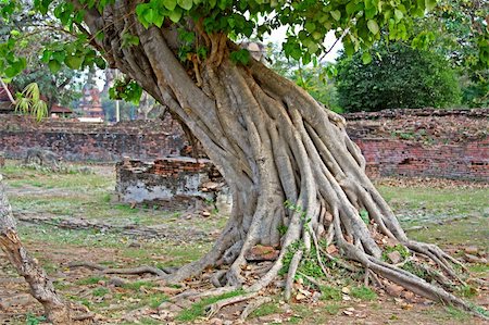 Mighty tropical tree in the ancient city of Ayuttaya, Thailand Stock Photo - Budget Royalty-Free & Subscription, Code: 400-05242437