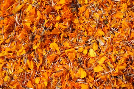 simsearch:400-04031781,k - Full frame background of dried marigold flowers (tagetes) Stock Photo - Budget Royalty-Free & Subscription, Code: 400-05242465