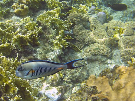 dahab - Tropical fish Sohal Surgeonfish (Acanthurus sohal) on a coral reef in Red sea Fotografie stock - Microstock e Abbonamento, Codice: 400-05242460