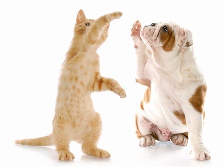 simsearch:400-08192678,k - kitten standing up giving high five to english bulldog puppy with reflection on white background Foto de stock - Super Valor sin royalties y Suscripción, Código: 400-05242529