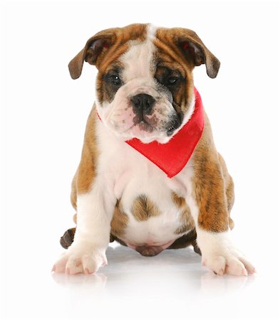 simsearch:400-08192678,k - adorable eight week old english bulldog puppy wearing red bandanna with reflection on white background Foto de stock - Super Valor sin royalties y Suscripción, Código: 400-05242535