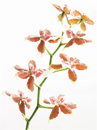 fotopen (artist) - blooming oncidium  with fresh green stem on white background Foto de stock - Super Valor sin royalties y Suscripción, Código: 400-05242842