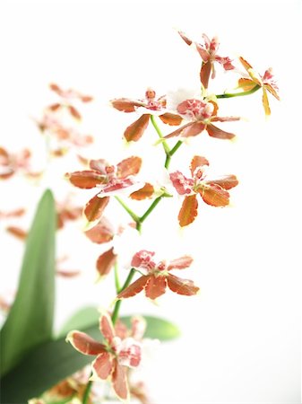 fotopen (artist) - Blooming oncidium with litel flower on white backgound Foto de stock - Super Valor sin royalties y Suscripción, Código: 400-05242843