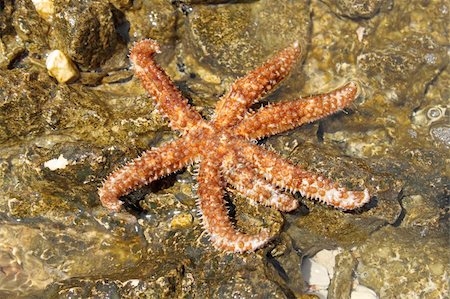 beautiful sea star on rock Stock Photo - Budget Royalty-Free & Subscription, Code: 400-05242882