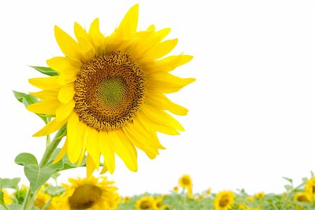 simsearch:400-05682398,k - isolated yellow sunflowers on white. close-up Stock Photo - Budget Royalty-Free & Subscription, Code: 400-05242947