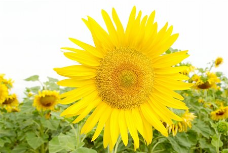 simsearch:400-05682398,k - isolated yellow sunflowers on white. close-up Stock Photo - Budget Royalty-Free & Subscription, Code: 400-05242948