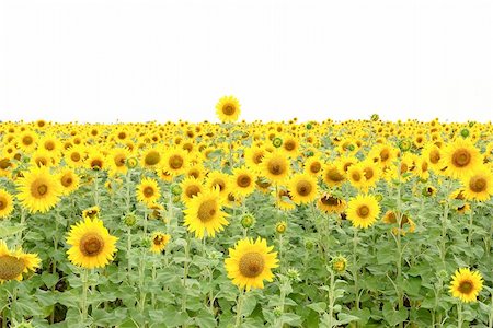 simsearch:400-05682398,k - isolated yellow sunflowers on white. close-up Stock Photo - Budget Royalty-Free & Subscription, Code: 400-05242950