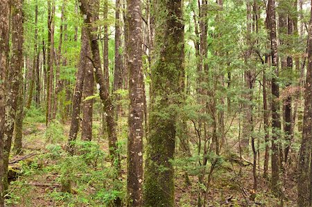 southern chile - Forest Pattern in southern Chile Stockbilder - Microstock & Abonnement, Bildnummer: 400-05242970