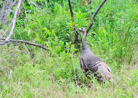 Female wild turkey standing in a thicket. Stock Photo - Budget Royalty-Free & Subscription, Code: 400-05243021