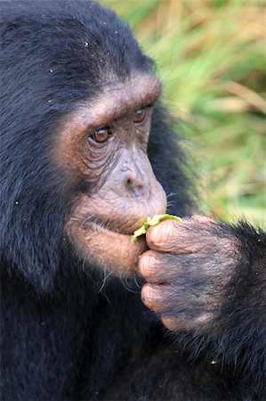 simsearch:400-04707552,k - Chimpanzee Sanctuary, Game Reserve - Uganda, East Africa Fotografie stock - Microstock e Abbonamento, Codice: 400-05243054