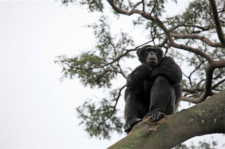 simsearch:400-04604333,k - Chimpanzee Sanctuary, Game Reserve - Uganda, East Africa Foto de stock - Super Valor sin royalties y Suscripción, Código: 400-05243066