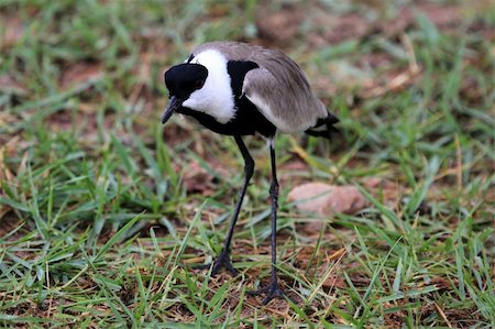 entebbe - Bird - Wildlife Sanctuary, Game Reserve - Uganda, East Africa Foto de stock - Super Valor sin royalties y Suscripción, Código: 400-05243117