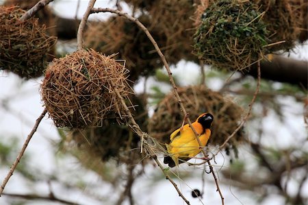 entebbe - Yellow Weaver Bird - Wildlife Sanctuary, Game Reserve - Uganda, East Africa Foto de stock - Super Valor sin royalties y Suscripción, Código: 400-05243121
