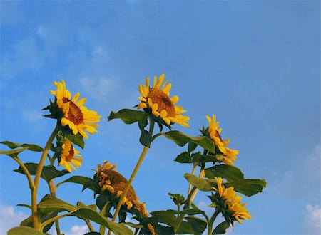 simsearch:400-05114620,k - Sunflowers looking at the blue sky with few clouds Stock Photo - Budget Royalty-Free & Subscription, Code: 400-05243147