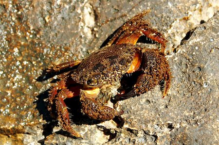 simsearch:400-04529279,k - close-up of middle size crab on rock in croatia Foto de stock - Royalty-Free Super Valor e Assinatura, Número: 400-05243140