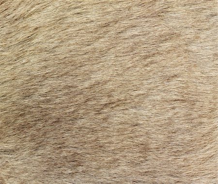 A closeup image of kangaroo fur. Great for texture, background or wallpaper. Stockbilder - Microstock & Abonnement, Bildnummer: 400-05243160