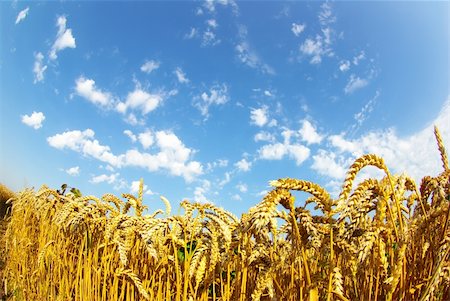 simsearch:400-05297405,k - Field of wheat over blue sky Foto de stock - Super Valor sin royalties y Suscripción, Código: 400-05243225