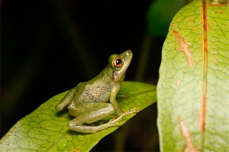 simsearch:400-05243274,k - tree frog in the Bolivian rainforest stitng at night on a leaf Fotografie stock - Microstock e Abbonamento, Codice: 400-05243317