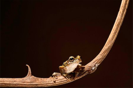 simsearch:400-05243274,k - Osteocephalus leprieurii tree frog in the bolivian rain forest sitting on a branch Fotografie stock - Microstock e Abbonamento, Codice: 400-05243324