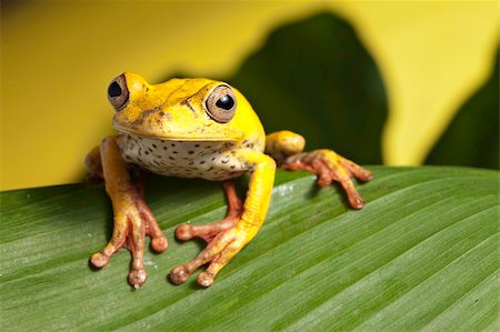 simsearch:400-05243274,k - tree frog hypsiboas feografica sitting on a leaf in the bolivian rain forest Fotografie stock - Microstock e Abbonamento, Codice: 400-05243349
