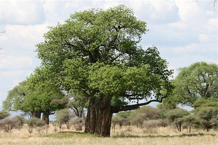 photo of lone tree in the plain - Baobab Tree - Tarangire National Park - Wildlife Reserve in Tanzania, Africa Stock Photo - Budget Royalty-Free & Subscription, Code: 400-05243474