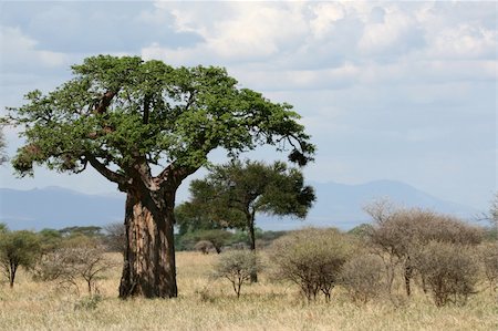 photo of lone tree in the plain - Baobab Tree - Tarangire National Park - Wildlife Reserve in Tanzania, Africa Stock Photo - Budget Royalty-Free & Subscription, Code: 400-05243475
