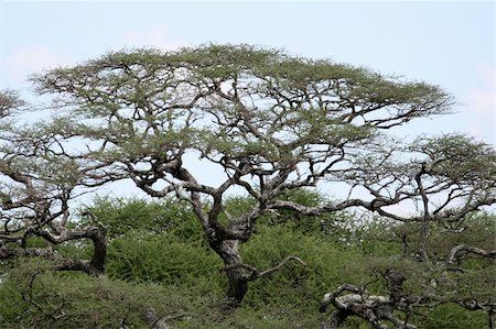 simsearch:400-06086490,k - Acacia Tree - Tarangire National Park - Wildlife Reserve in Tanzania, Africa Stock Photo - Budget Royalty-Free & Subscription, Code: 400-05243473