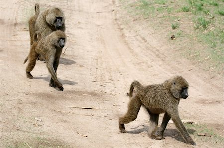 simsearch:400-06081401,k - Baboon - Tarangire National Park - Wildlife Reserve in Tanzania, Africa Stock Photo - Budget Royalty-Free & Subscription, Code: 400-05243486