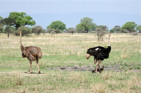 simsearch:400-05243538,k - Ostrich - Tarangire National Park - Wildlife Reserve in Tanzania, Africa Stock Photo - Budget Royalty-Free & Subscription, Code: 400-05243497