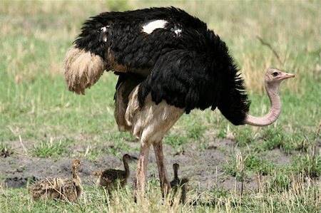 simsearch:400-05243538,k - Ostrich - Tarangire National Park - Wildlife Reserve in Tanzania, Africa Stock Photo - Budget Royalty-Free & Subscription, Code: 400-05243498