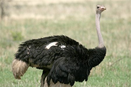 simsearch:400-05243123,k - Ostrich - Tarangire National Park - Wildlife Reserve in Tanzania, Africa Stockbilder - Microstock & Abonnement, Bildnummer: 400-05243499