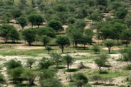 simsearch:400-05243538,k - Tarangire National Park - Wildlife Reserve in Tanzania, Africa Stock Photo - Budget Royalty-Free & Subscription, Code: 400-05243490