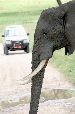 simsearch:400-05243511,k - Elephant - Tarangire National Park - Wildlife Reserve in Tanzania, Africa Foto de stock - Super Valor sin royalties y Suscripción, Código: 400-05243504