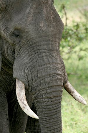 simsearch:400-05243511,k - Elephant - Tarangire National Park - Wildlife Reserve in Tanzania, Africa Foto de stock - Super Valor sin royalties y Suscripción, Código: 400-05243505