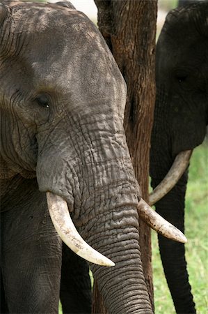 simsearch:400-06086490,k - Elephant - Tarangire National Park - Wildlife Reserve in Tanzania, Africa Stock Photo - Budget Royalty-Free & Subscription, Code: 400-05243506