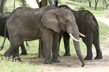 simsearch:400-06081401,k - Elephant - Tarangire National Park - Wildlife Reserve in Tanzania, Africa Stock Photo - Budget Royalty-Free & Subscription, Code: 400-05243507