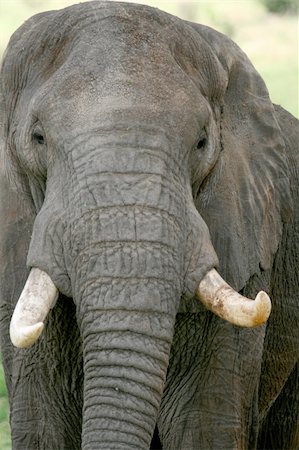 simsearch:400-06086490,k - Elephant - Tarangire National Park - Wildlife Reserve in Tanzania, Africa Stock Photo - Budget Royalty-Free & Subscription, Code: 400-05243508