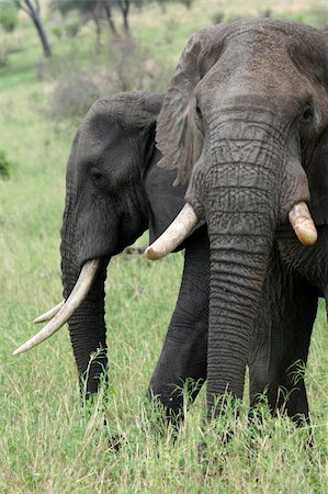 simsearch:400-05243511,k - Elephant - Tarangire National Park - Wildlife Reserve in Tanzania, Africa Foto de stock - Super Valor sin royalties y Suscripción, Código: 400-05243509