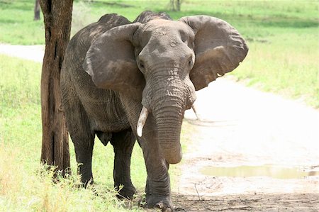 simsearch:400-06081401,k - Elephant - Tarangire National Park - Wildlife Reserve in Tanzania, Africa Stock Photo - Budget Royalty-Free & Subscription, Code: 400-05243500