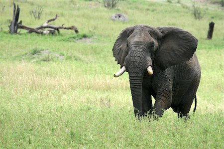 simsearch:400-06086490,k - Elephant - Tarangire National Park - Wildlife Reserve in Tanzania, Africa Stock Photo - Budget Royalty-Free & Subscription, Code: 400-05243502