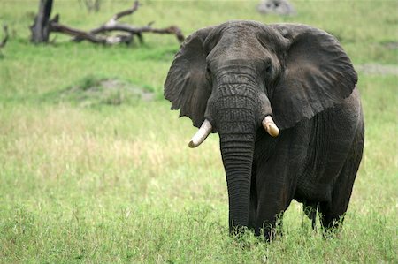 Elephant - Tarangire National Park - Wildlife Reserve in Tanzania, Africa Photographie de stock - Aubaine LD & Abonnement, Code: 400-05243503