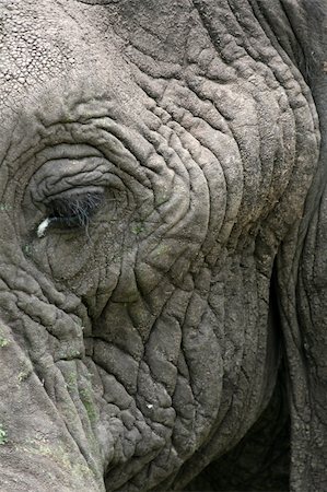 Elephant - Tarangire National Park - Wildlife Reserve in Tanzania, Africa Stock Photo - Budget Royalty-Free & Subscription, Code: 400-05243510