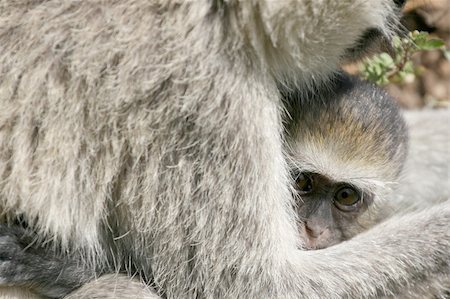simsearch:400-05243538,k - Vervet Monkey - Serengeti Wildlife Conservation Area, Safari, Tanzania, East Africa Stock Photo - Budget Royalty-Free & Subscription, Code: 400-05243547